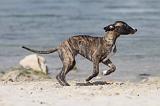 WHIPPET 286